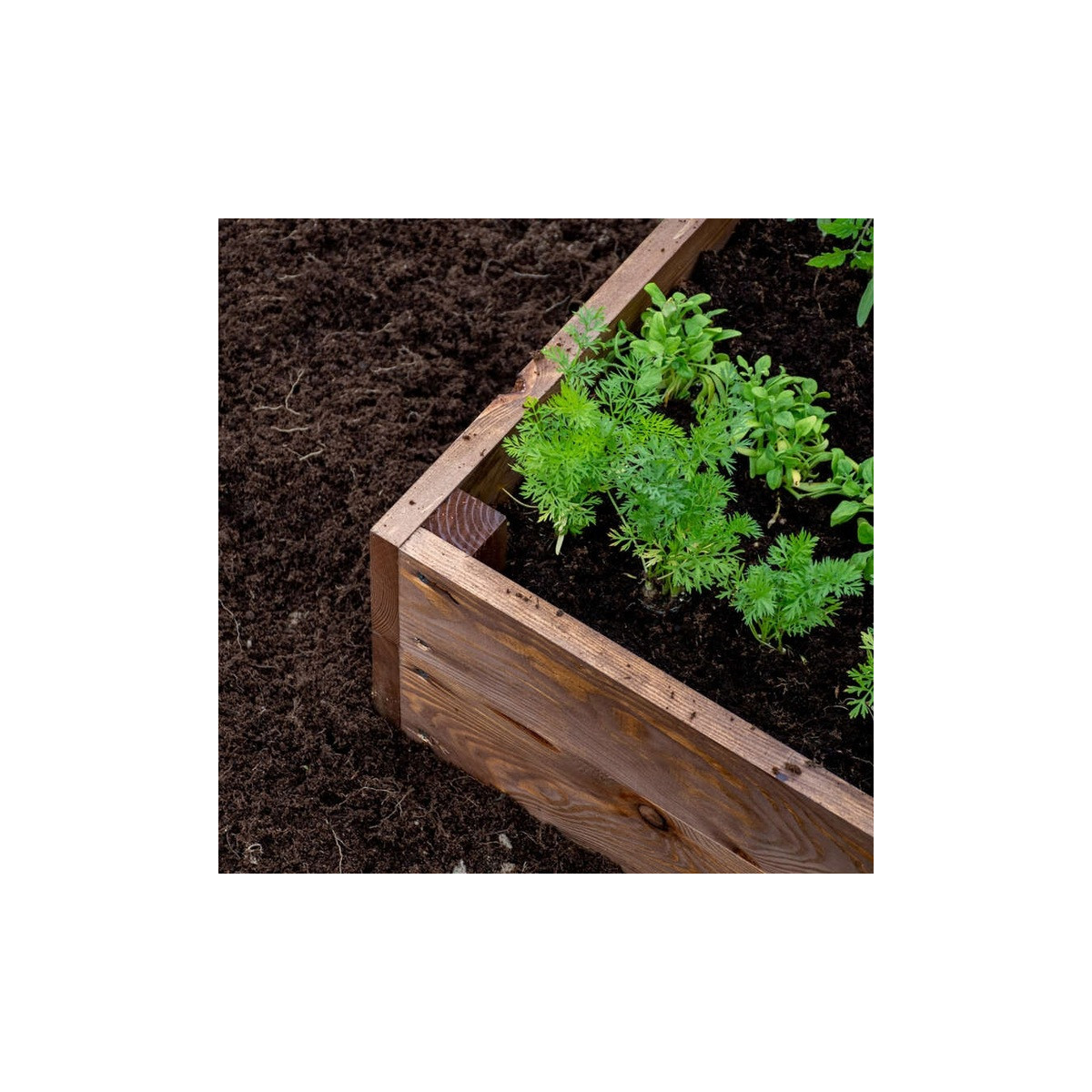 Grădină cu un pat natural ridicat cu dimensiunile de 120x120x20 cm