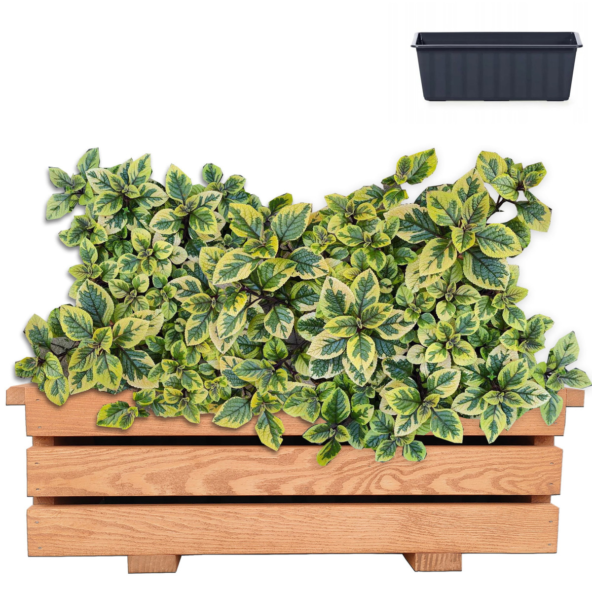 Kvalitative ghivece din lemn pentru balcon