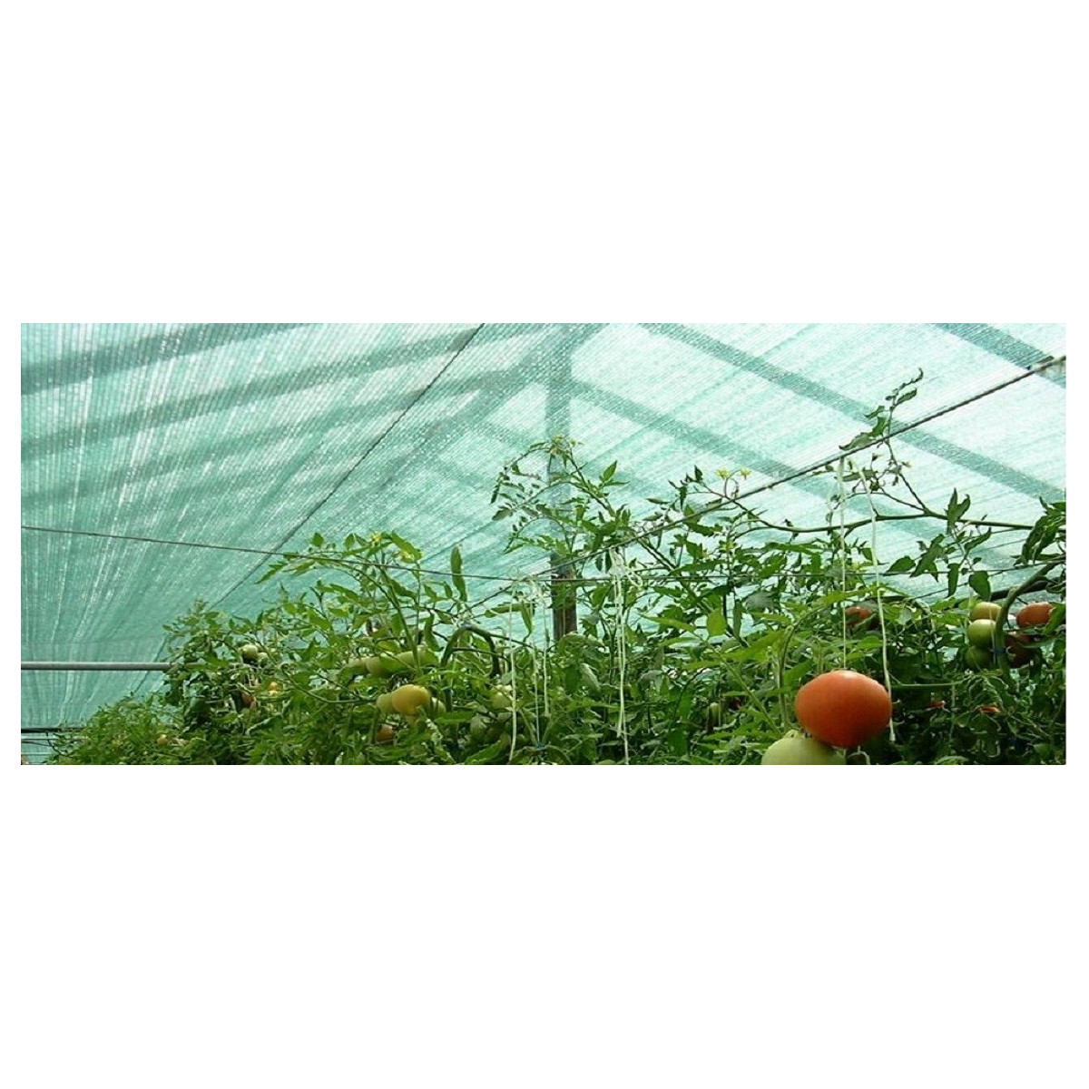 Rețea de umbrire cu 62% întunecare de culoare verde