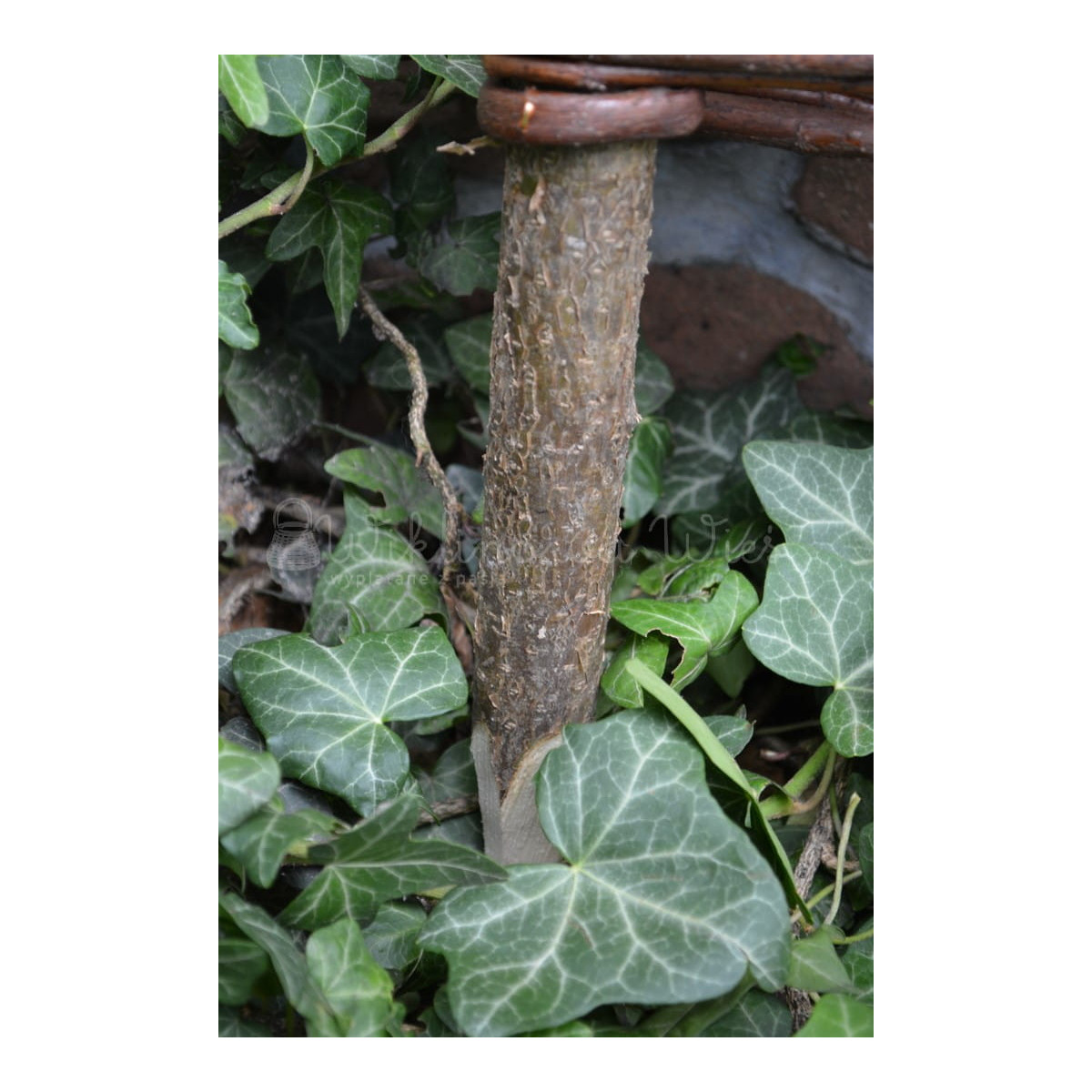 Palisade din vârteje cu dimensiunea 15/120