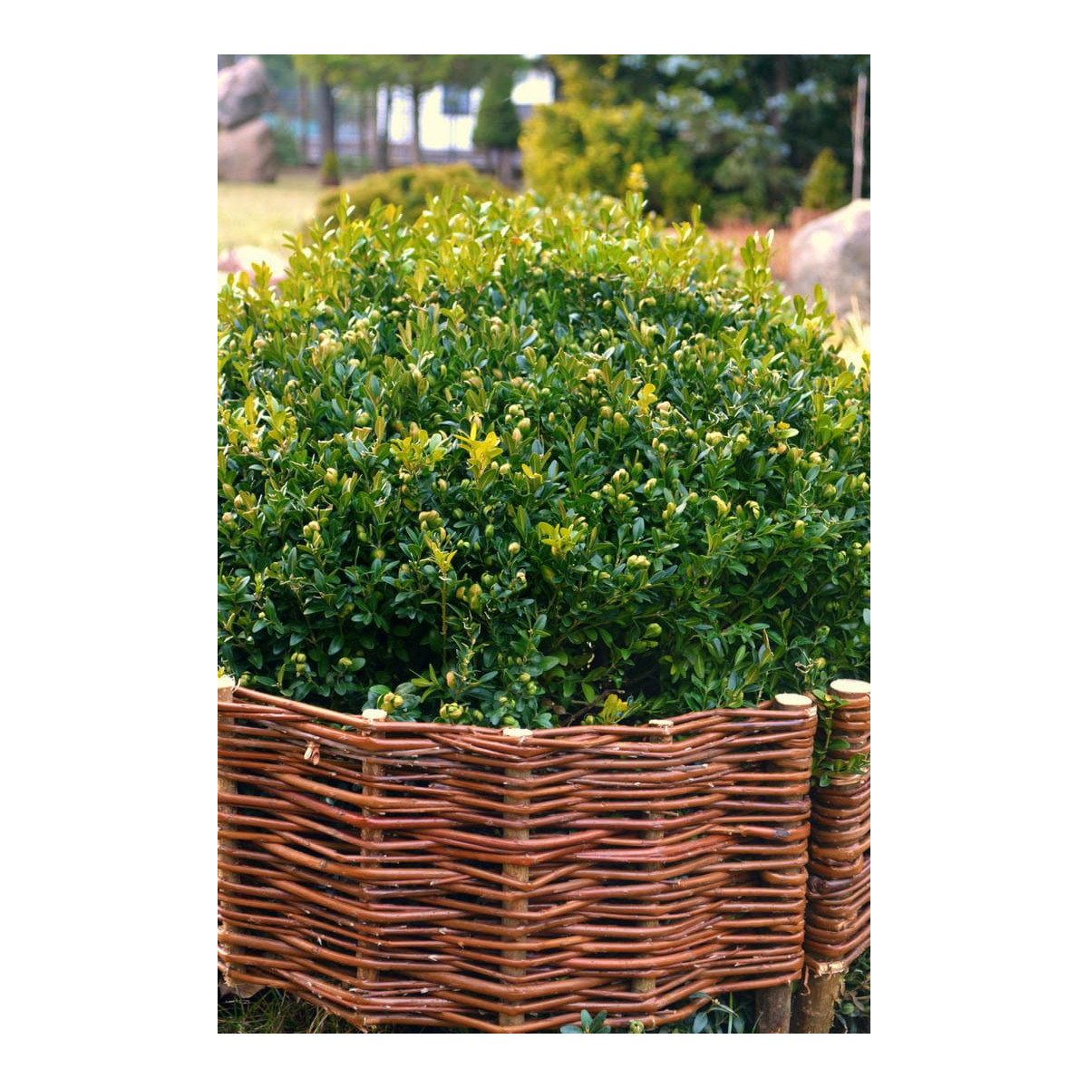 Palisadă rotundă din rattan 20/45cm