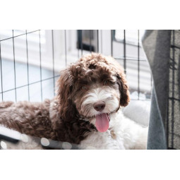 Klietka pre psy a mačky "M", 91x57x63,5 cm