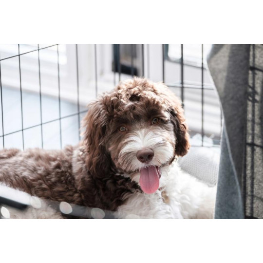 Klietka pre psy a mačky "M", 91x57x63,5 cm