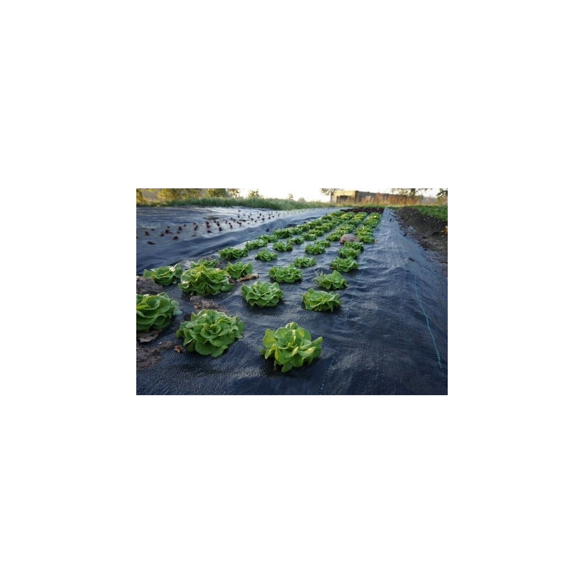 Agrotextil de culoare neagră 90g/m 1,1x100m