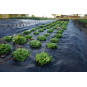 Agrotextil de culoare neagră 90g/m 1,1x100m