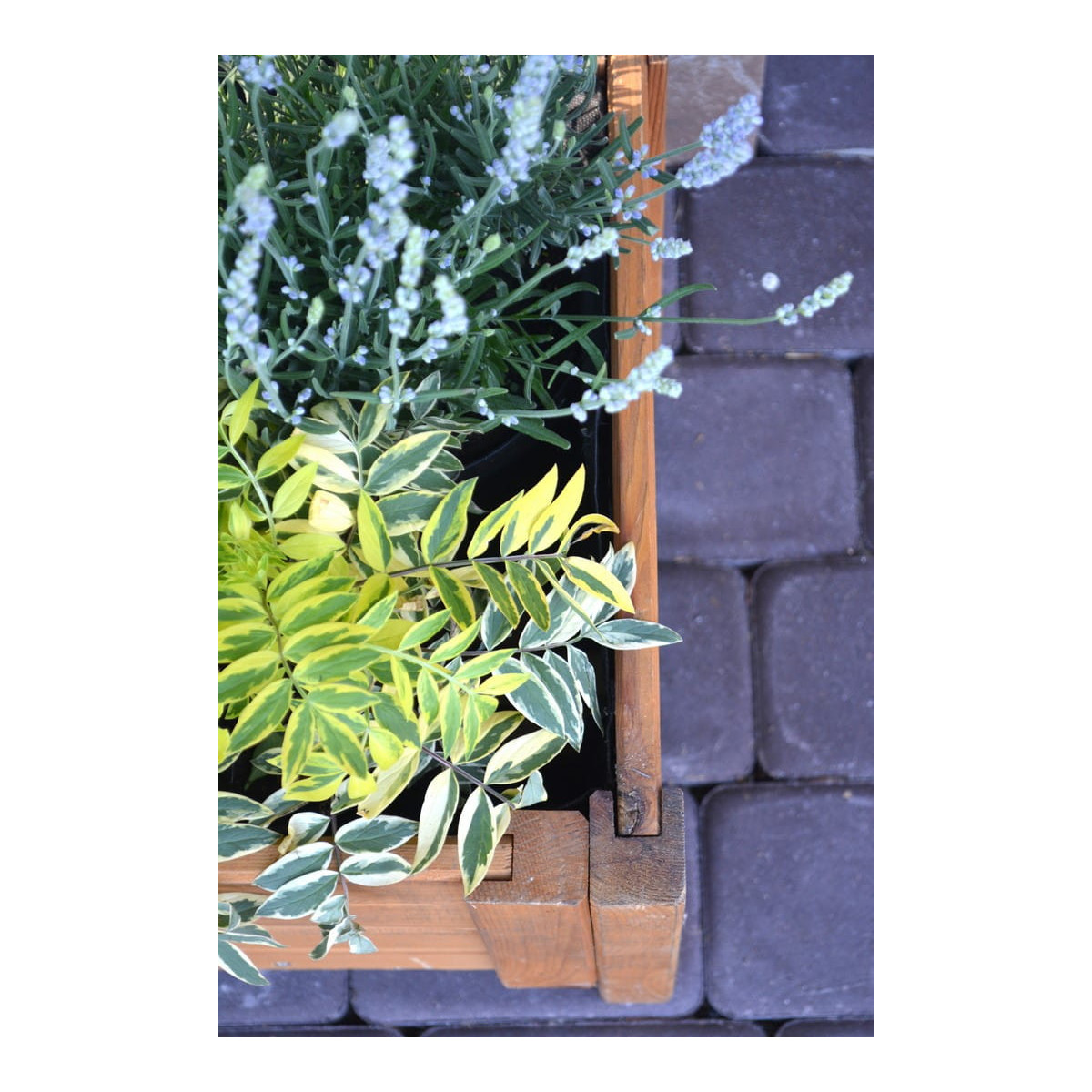 Ghiveci de calitate din lemn, de culoare bej deschis