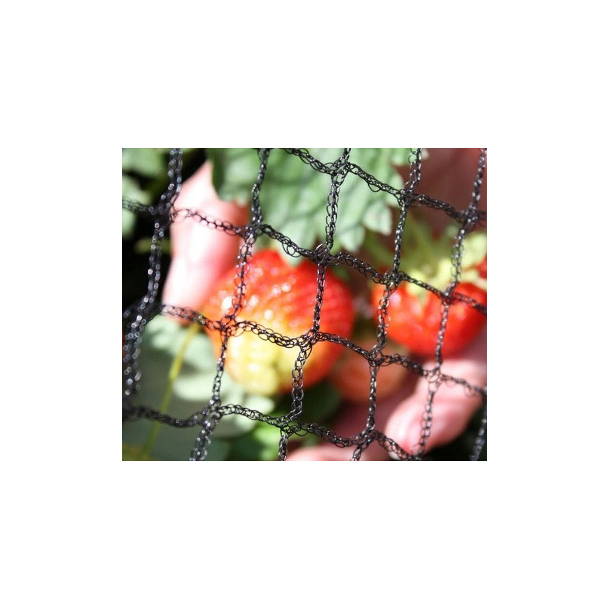 Rețea de protecție pentru pomi fructiferi și arbuști – 8x20 m, neagră