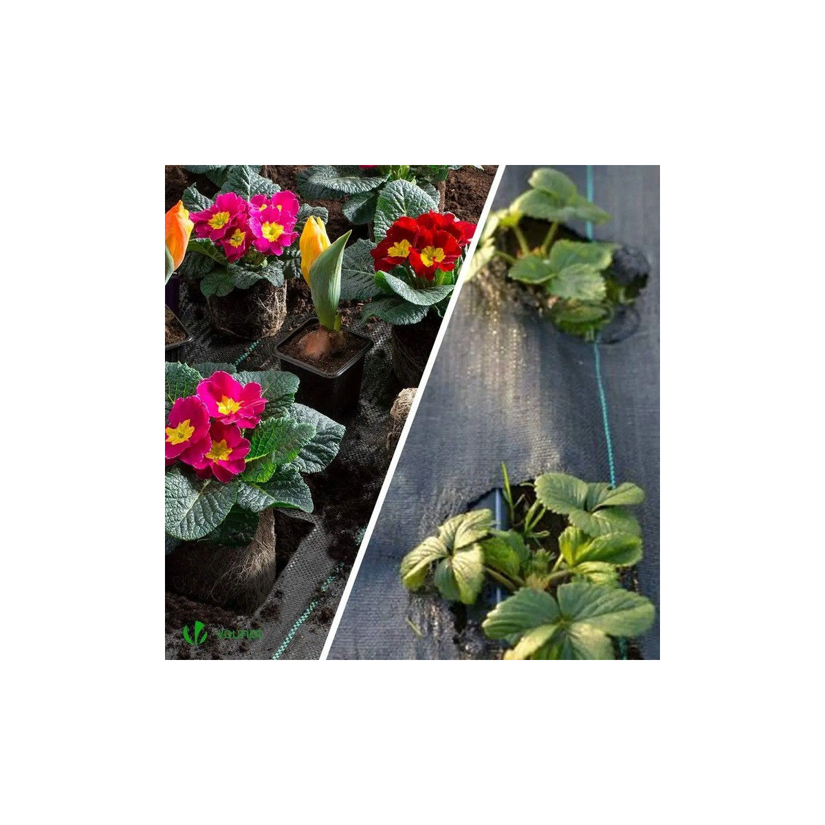 Pânză agricolă neagră, groasă 135g/m2, 1,1x50