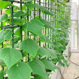 Opere pentru plante 180x16 - 20 buc.