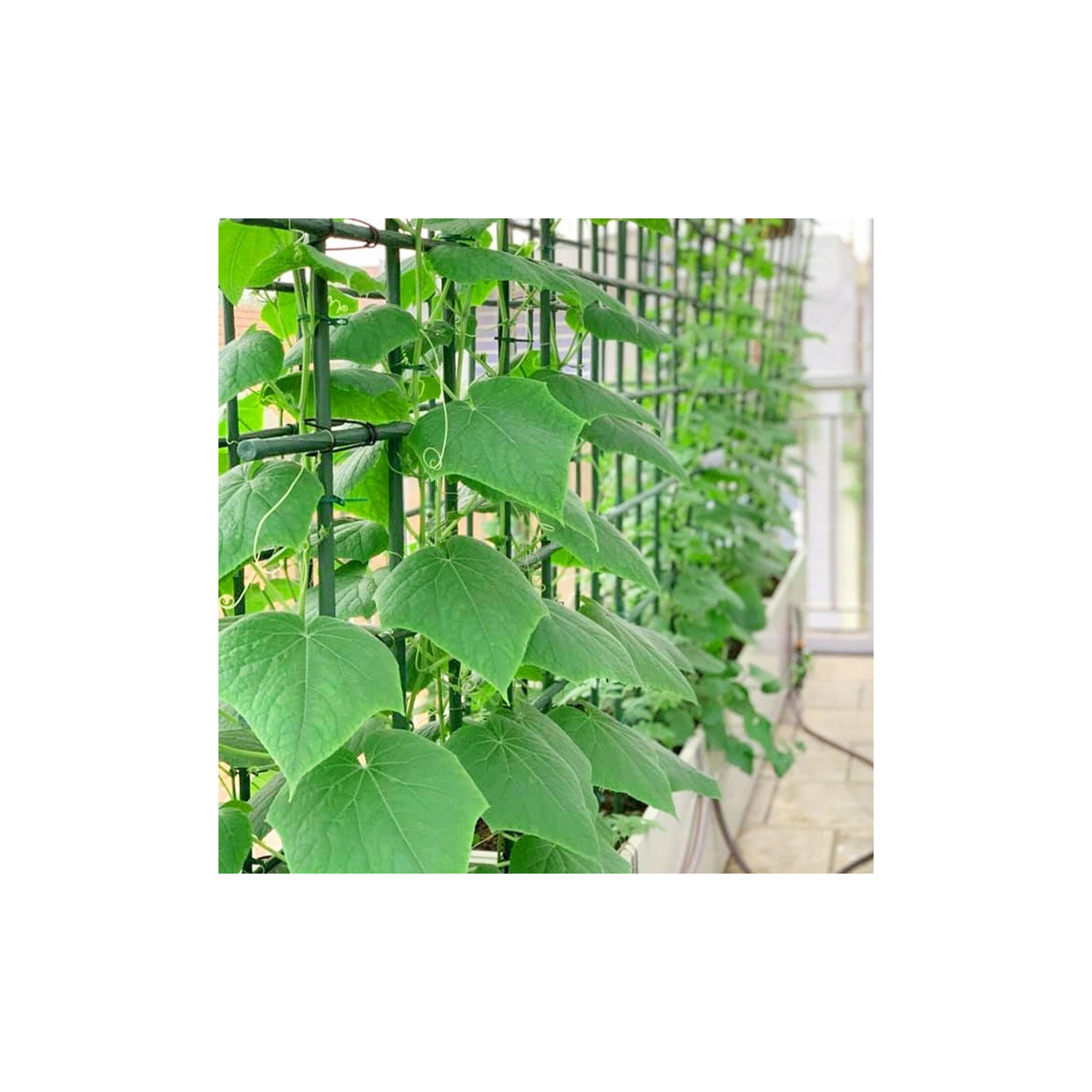 Opere pentru plante 180x16 - 20 buc.
