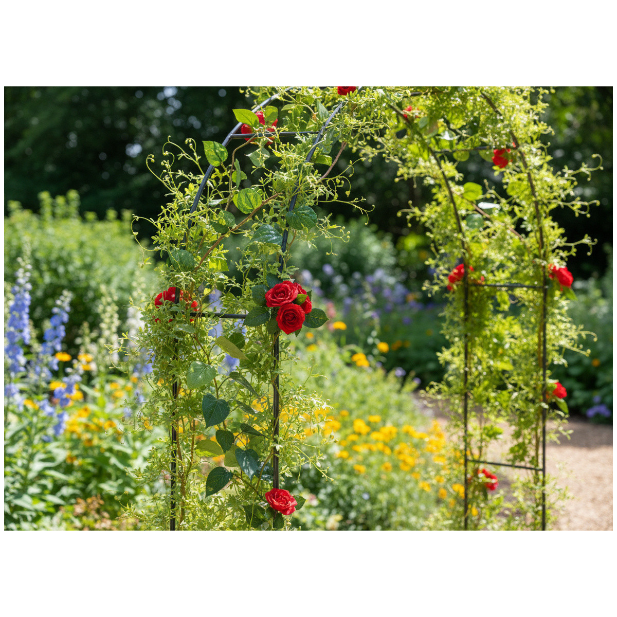 Pergolă de grădină 140 × 38 × 240 cm + ancore | Suport metalic pentru plante cățărătoare