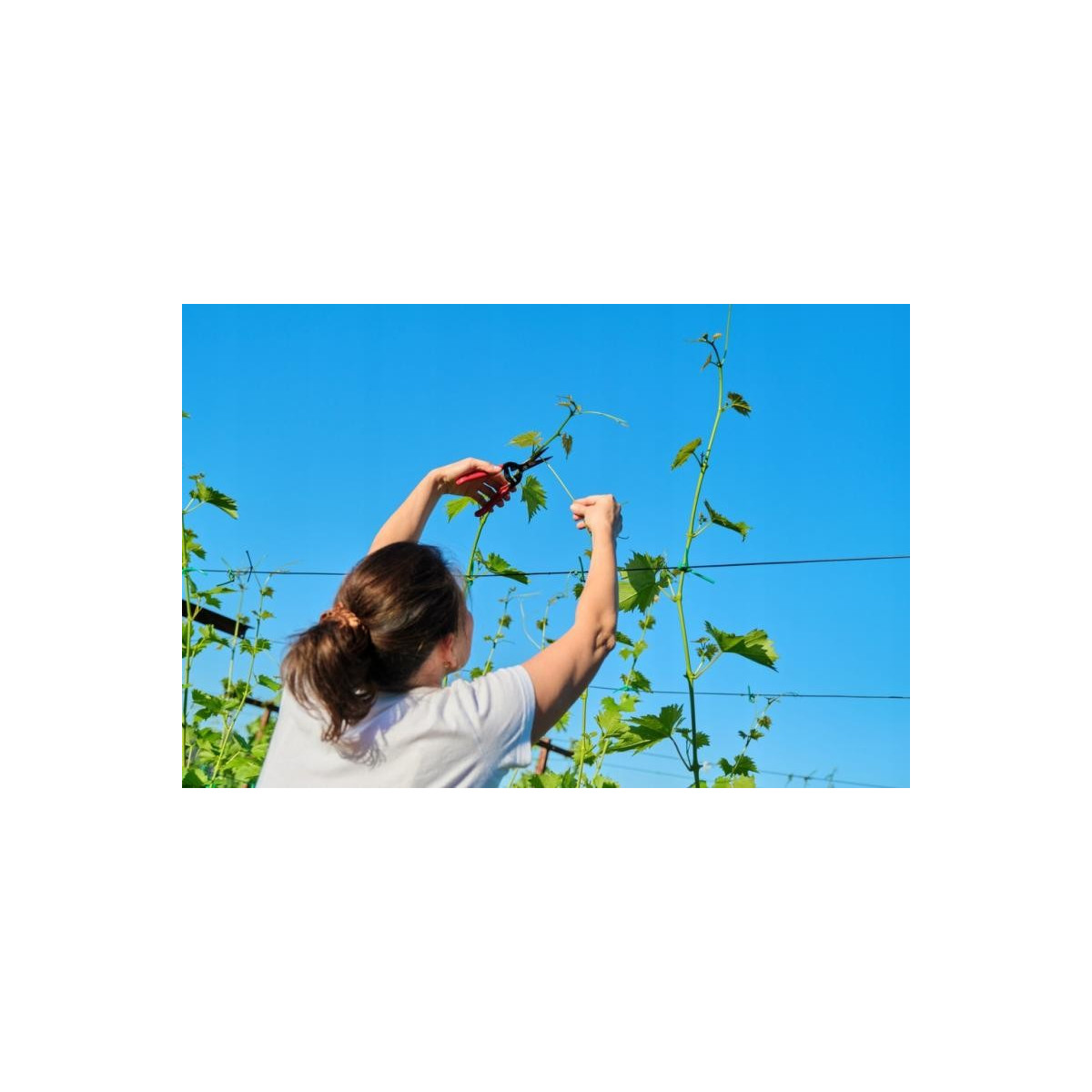 Foarfeci de grădină 20 cm